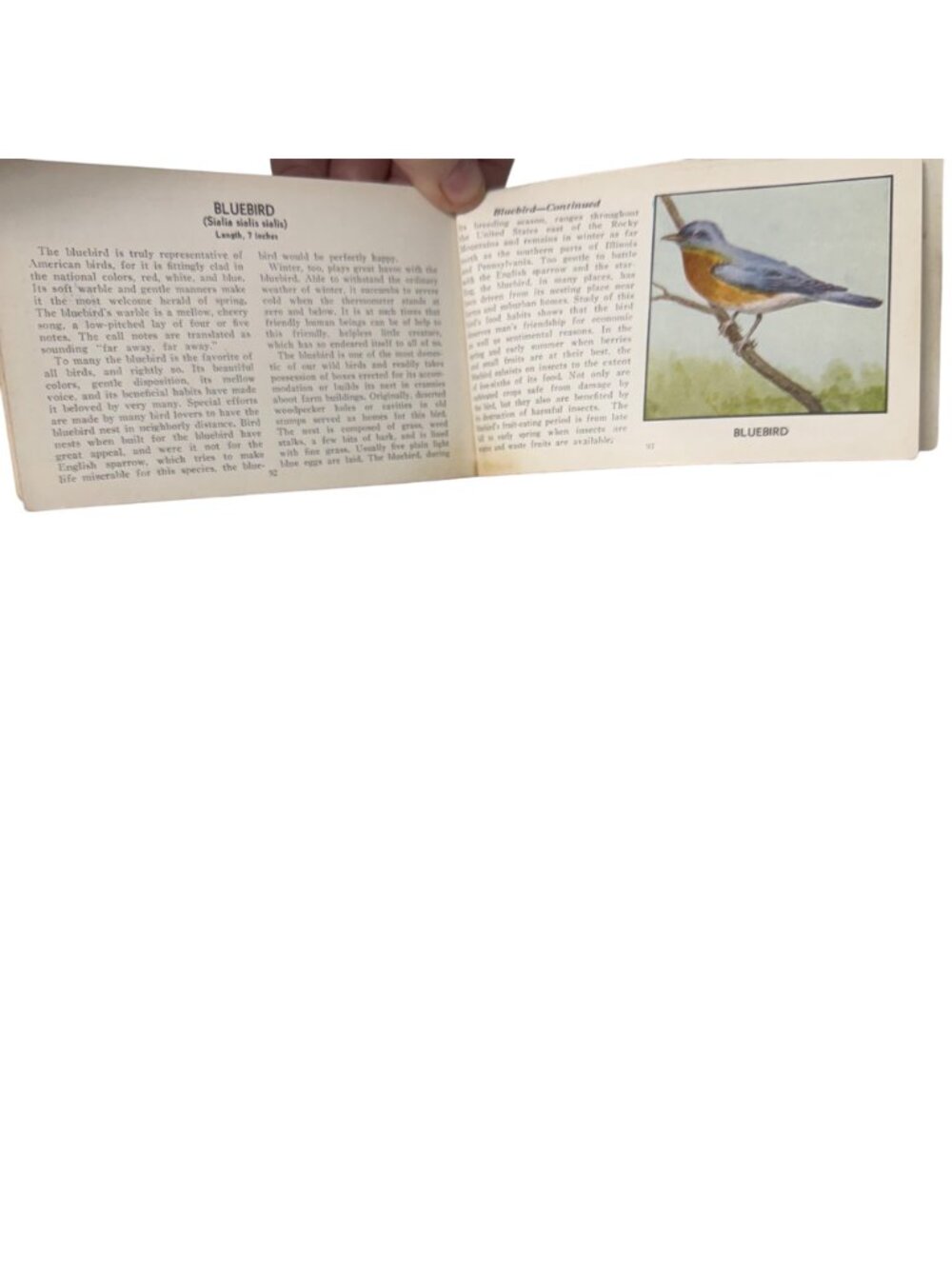 Vintage 1931 "The Green Book Of Birds Of America" By Frank G. Ashbrook - Picture 15 of 16